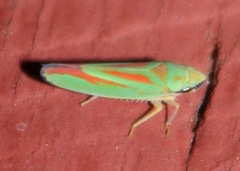 Graphocephala fennahi