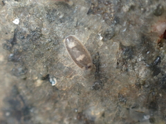 Maricola