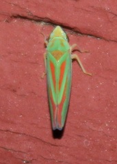 Graphocephala fennahi