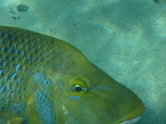 Lethrinus nebulosus
