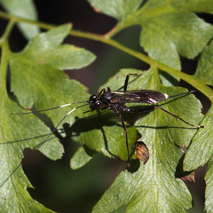 Cryptinae