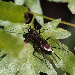 Cryptinae