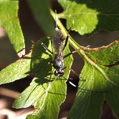 Cryptinae