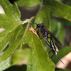 Cryptinae