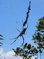 Trichonephila antipodiana