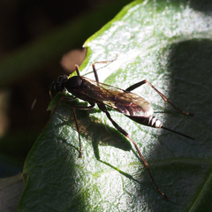 Cryptinae