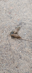 Drusia valenciennii