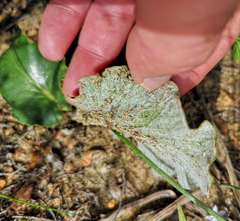 Pelargonium asarifolium