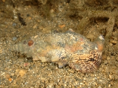 Pseudovertagus aluco