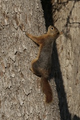 Sciurus anomalus
