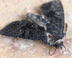 Neumichtis nigerrima