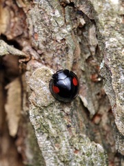 Chilocorus stigma