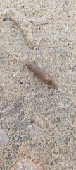 Drusia valenciennii