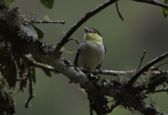 Pachyramphus versicolor