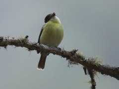 Pachyramphus versicolor