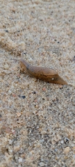 Drusia valenciennii