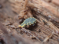 Holacanthella paucispinosa