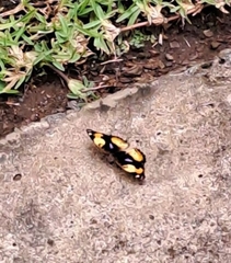 Junonia hierta cebrene