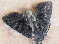 Neumichtis nigerrima