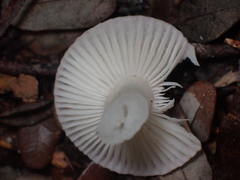 Russula roseopileata