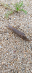 Drusia valenciennii