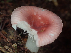 Russula roseopileata