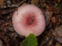 Russula roseopileata