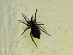 Agelenidae