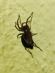 Agelenidae