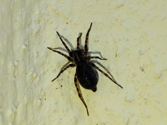 Agelenidae