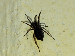 Agelenidae