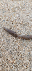 Drusia valenciennii