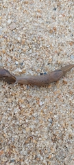 Drusia valenciennii
