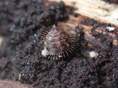Aeschrodomus stipulata
