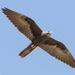 Black Falcon - Photo (c) Ursina Gringer, some rights reserved (CC BY), uploaded by Ursina Gringer