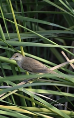 Acrocephalus stentoreus