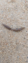 Drusia valenciennii