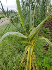 Arundo donax versicolor