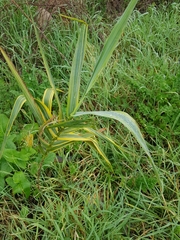 Arundo donax versicolor