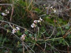 Asperula