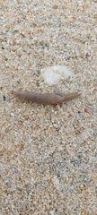 Drusia valenciennii