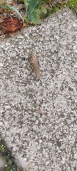 Drusia valenciennii