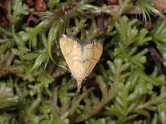 Glaucocharis auriscriptella