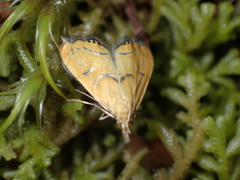 Glaucocharis auriscriptella