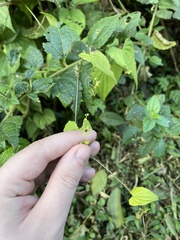 Dioscorea torticaulis