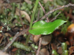 Adenochilus gracilis
