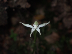 Adenochilus gracilis