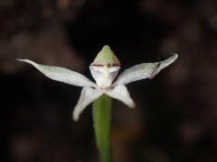 Adenochilus gracilis
