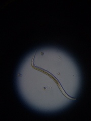 Nematoda