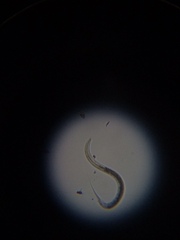 Nematoda